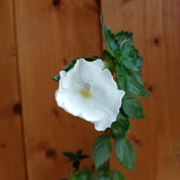 2024 - White Glory