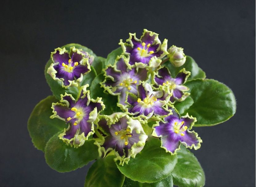 Poza net - AV Polet Vaiikirii