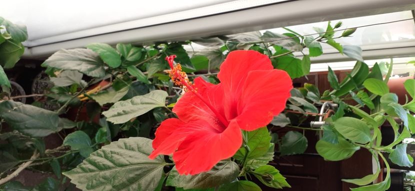  - Hibiscus