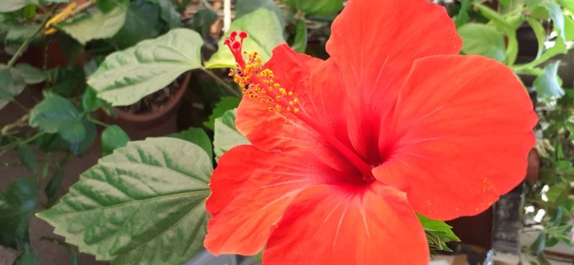  - Hibiscus