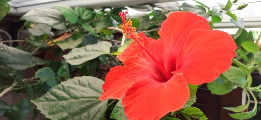  - Hibiscus