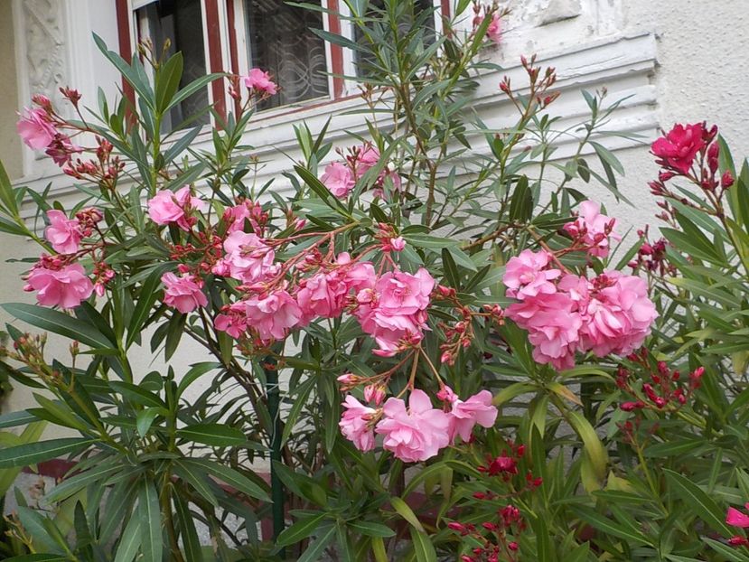  - roseum plenum 21