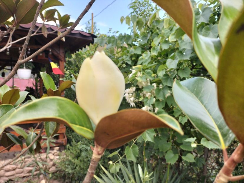 IMG20240701164004 - Magnolia grandiflora gallisoniensis