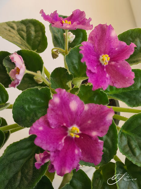  - LE-Karnavalnaya Noch