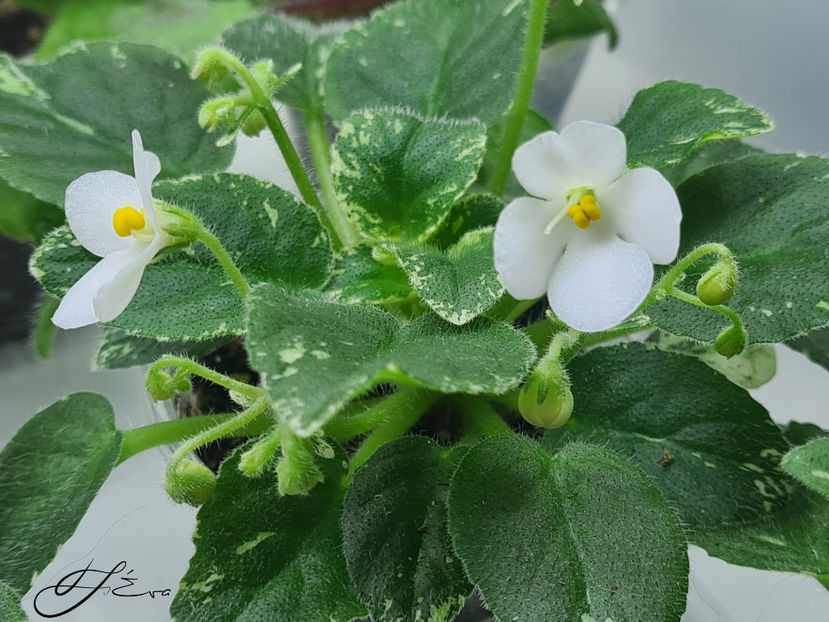  - Alan s Fallen Angel