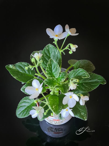  - Alan s Fallen Angel