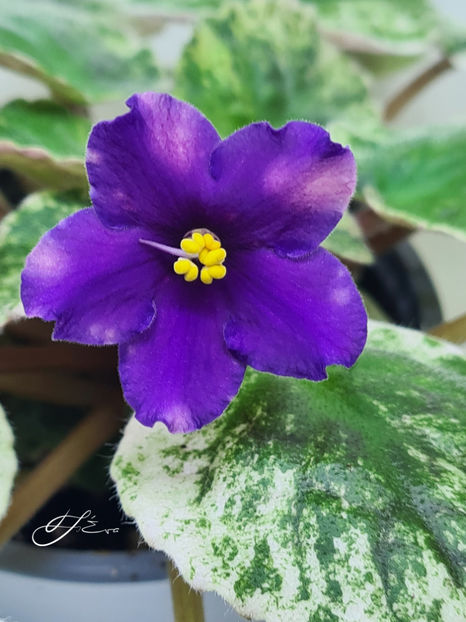  - SV-Gorod Sevastopolj