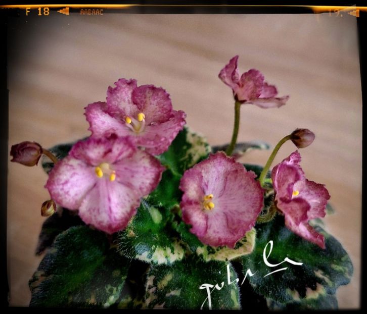 N Zorianka ( mini ) - AA violete africane de colectie