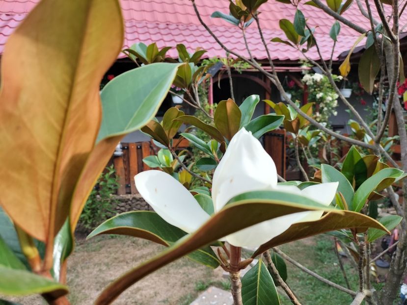 IMG20240702083111 - Magnolia grandiflora gallisoniensis