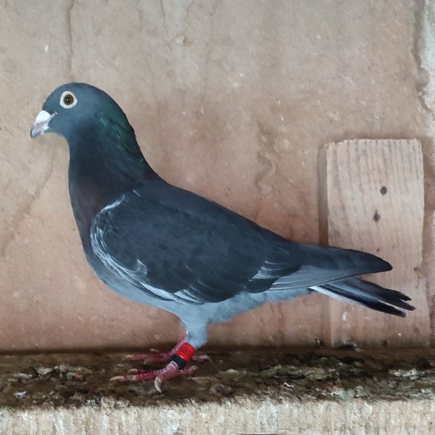 Mascul 22-683 - Porumbei vanduti