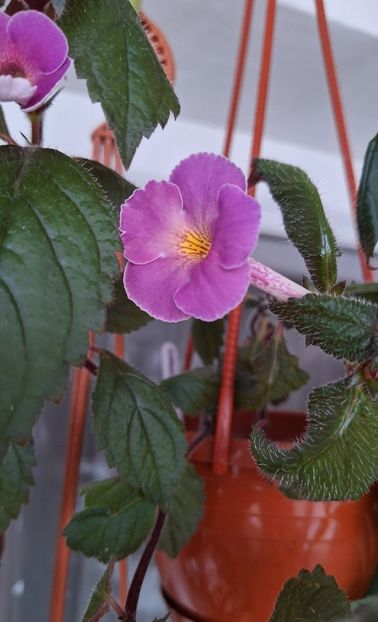 24. BriDs Gabriela - 15 Achimenes 2024