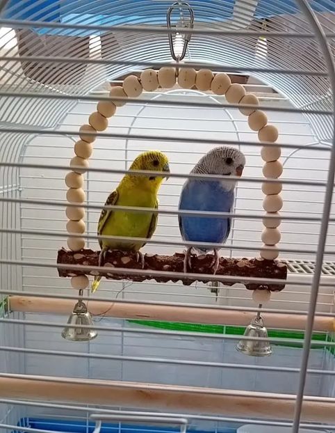 Noii membri ai familiei Maya și Paco ♥️ - B Poze diverse