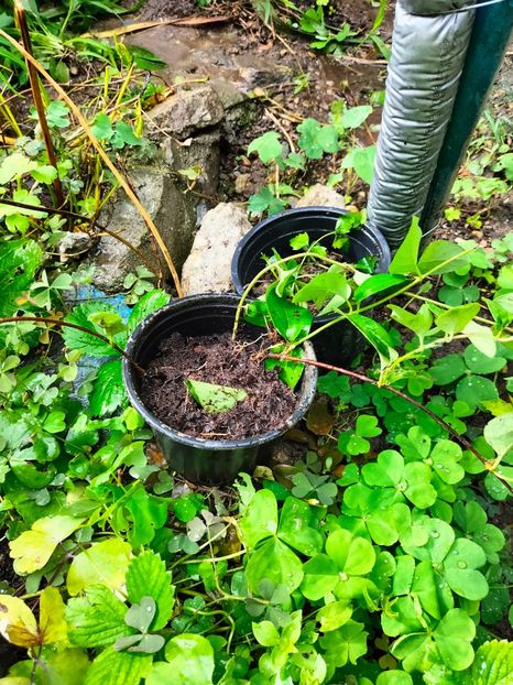 IMG20240702094330 - Iunie 2024 3