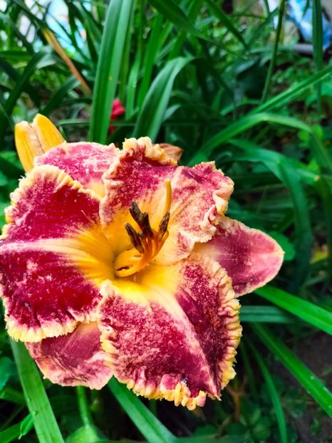 IMG20240702094302 - Iunie 2024 3