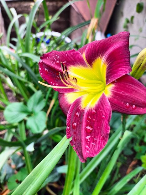 IMG20240702094258 - Iunie 2024 3