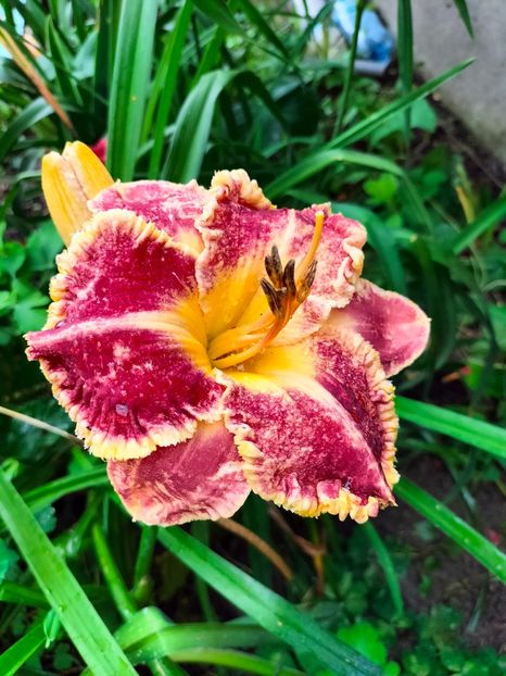 IMG20240702094245 - Iunie 2024 3