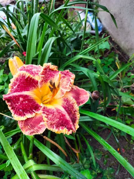 IMG20240702094242 - Iunie 2024 3