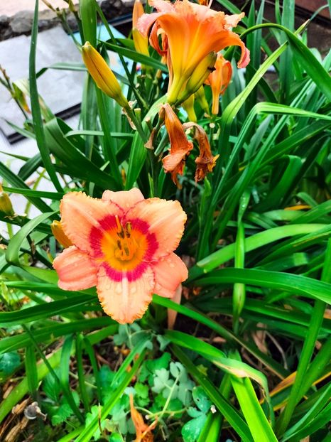 IMG20240702094222 - Iunie 2024 3