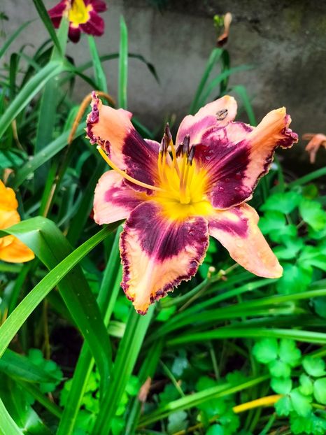 IMG20240702094216 - Iunie 2024 3