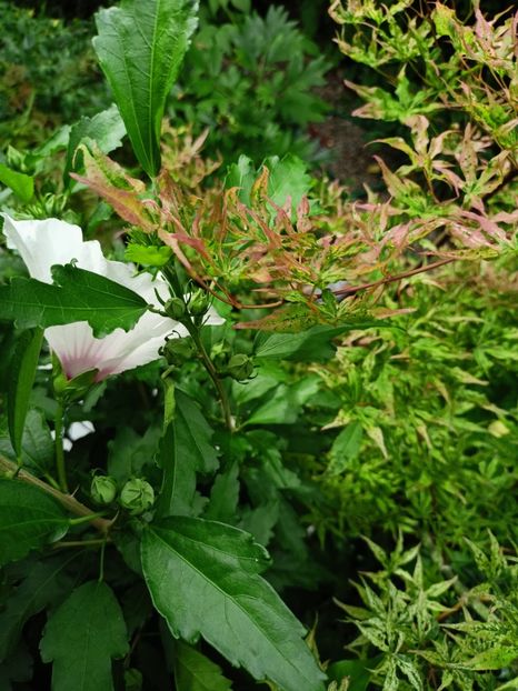  - Grădina 2024 continuare 3