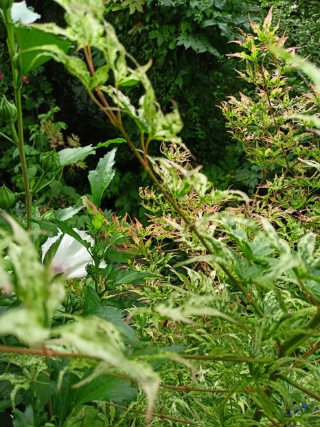  - Grădina 2024 continuare 3