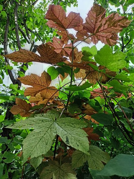  - Grădina 2024 continuare 3