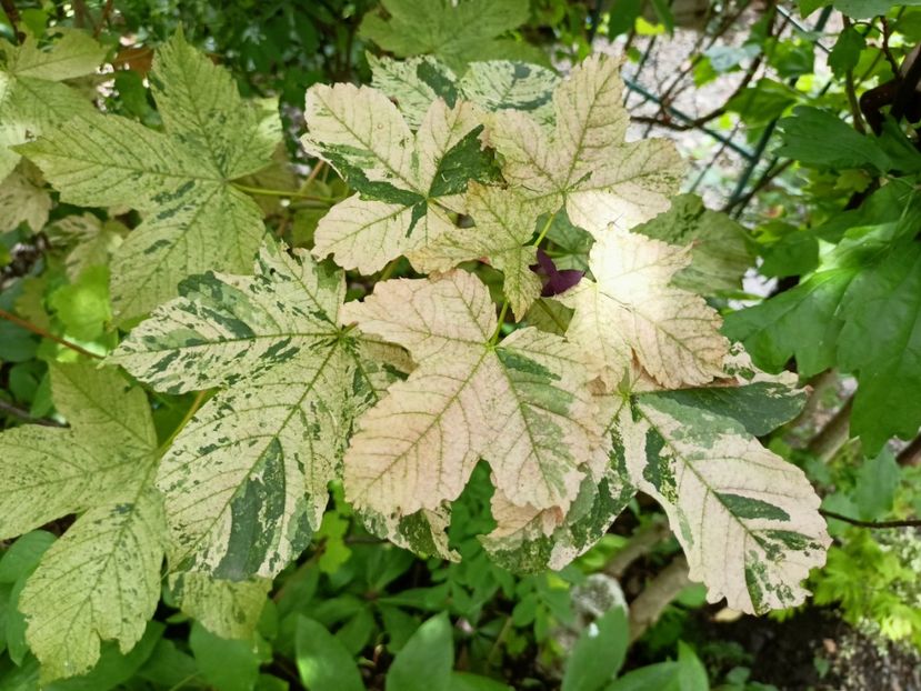  - Grădina 2024 continuare 3