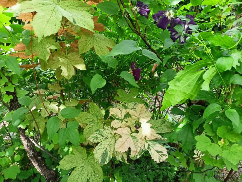  - Grădina 2024 continuare 3