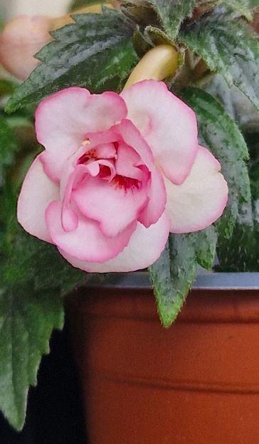Rebecca Houche - Achimenes 2024