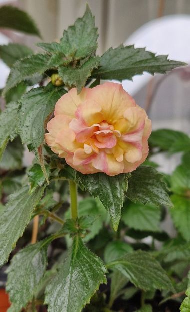 Dupa o zi - Giselle p