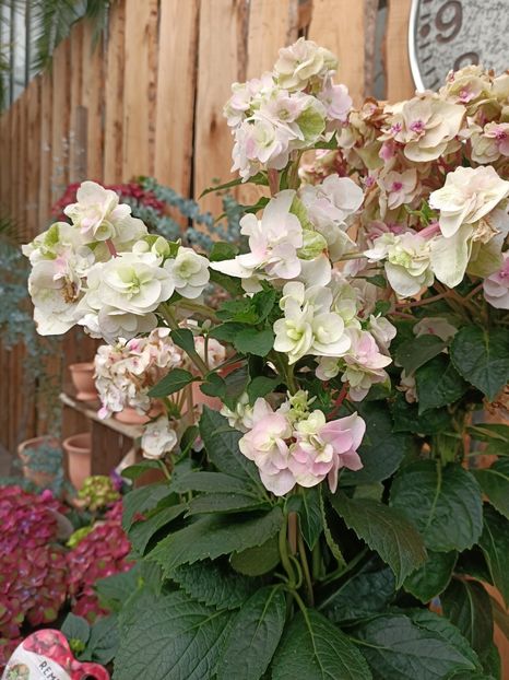 Img.2024.07.02 - Magazinul 3