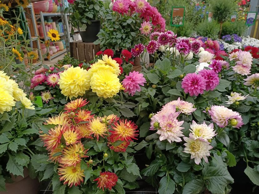 Img.2024.07.02 - Magazinul 3