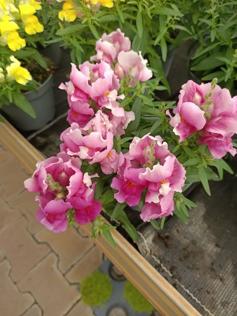 Img.2024.07.02 - Magazinul 3