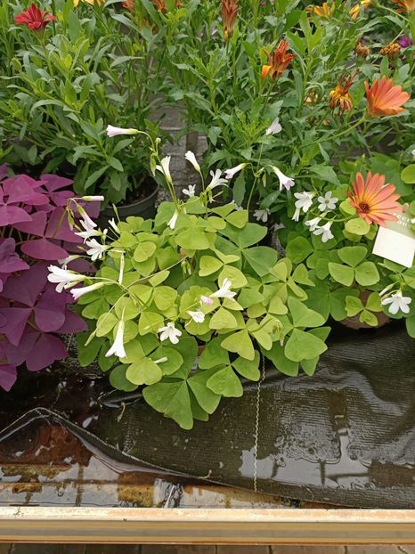 Img.2024.07.02 - Magazinul 3