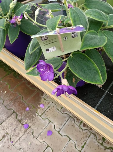 Img.2024.07.02 - Magazinul 3