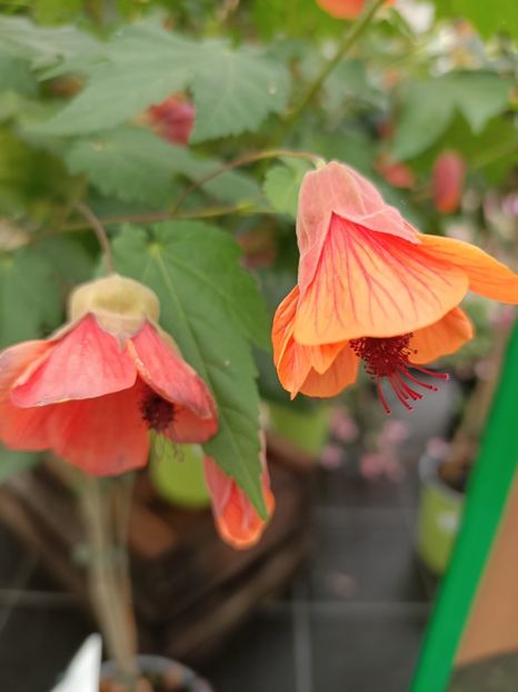 Img.2024.07.02 - Magazinul 3