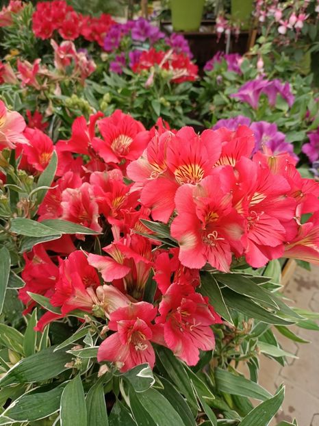 Img.2024.07.02 - Magazinul 3