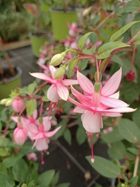 Img.2024.07.02 - Magazinul 3