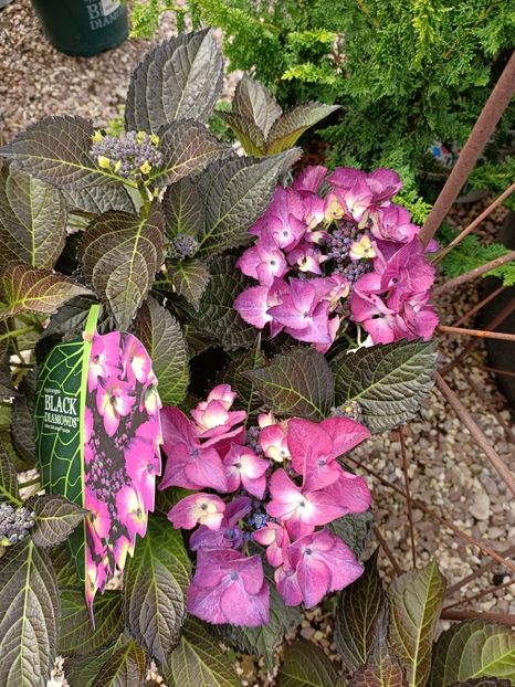 Img.2024.07.02 - Magazinul 3