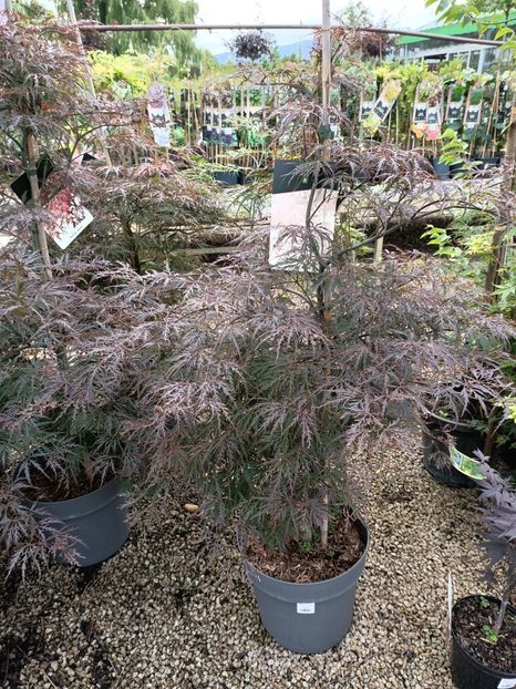 Img.2024.07.02 - Magazinul 3