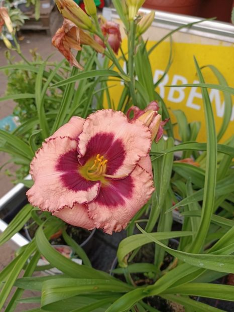 Img.2024.07.02 - Magazinul 3