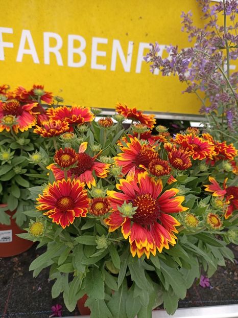 Img.2024.07.02 - Magazinul 3