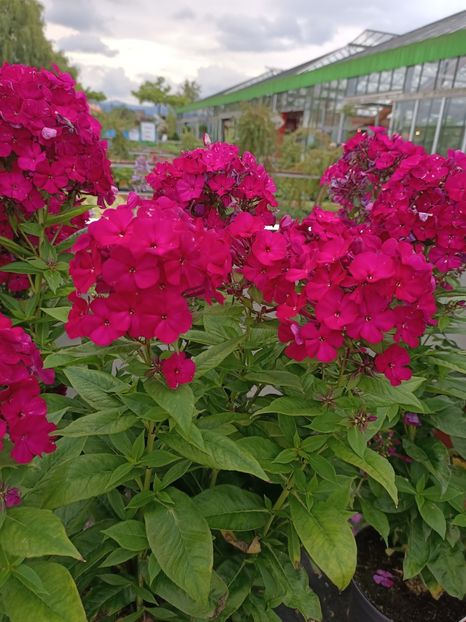 Img.2024.07.02 - Magazinul 3