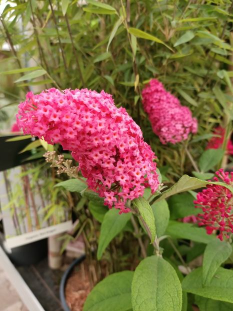 Img.2024.07.02 - Magazinul 3