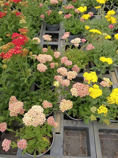 Img.2024.07.02 - Magazinul 3