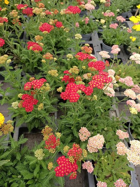 Img.2024.07.02 - Magazinul 3