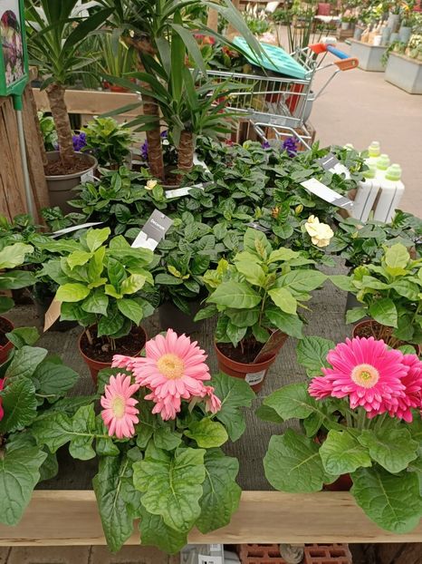 Img.2024.07.02 - Magazinul 3