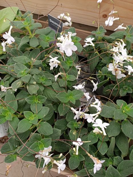 Img.2024.07.02 - Magazinul 3