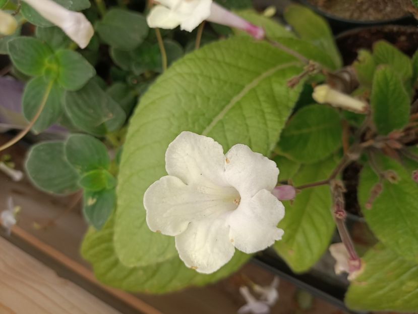 Img.2024.07.02 - Magazinul 3