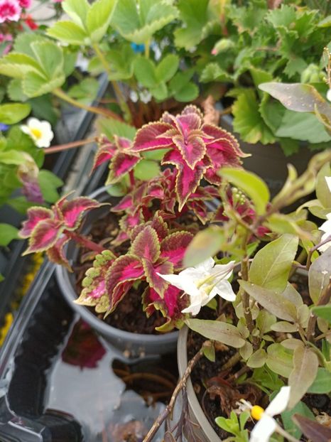 Img.2024.07.02 - Magazinul 4